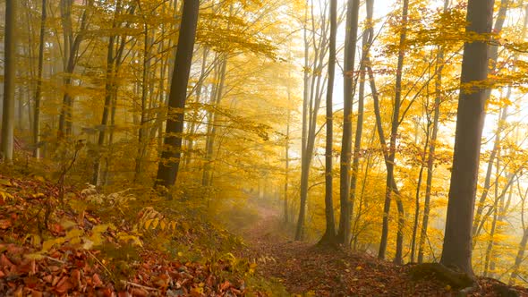 Crane Shot of Morning Misty Autumn Forest. Foggy Park or Forest. Autumn Trees with Yellow Leaves