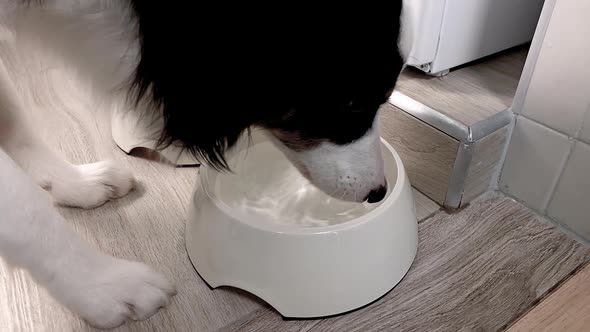 Dog Drinking Water From Bowl