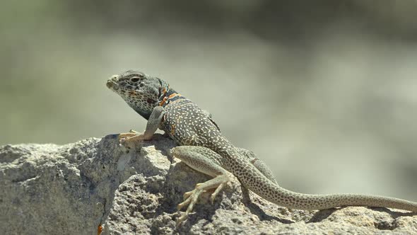 Great Basin Collared Lizard basking in the sun