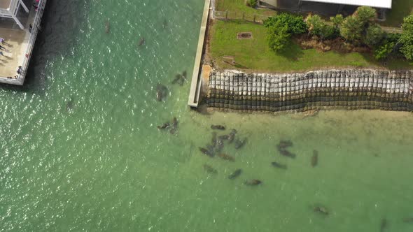 manatees in warm florida water while bystanders gather to dock edge to watch