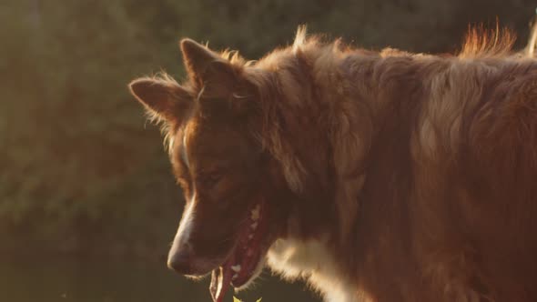 Close Up of Border Collie Dog with Her Owner on Walk in Park