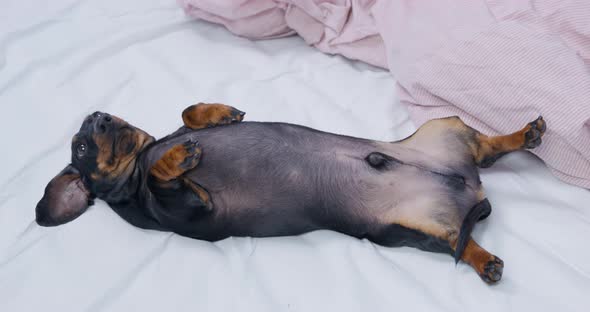 Lovely Obedient Dachshund Puppy Lies Belly Up and Waits to Be Scratched Top View