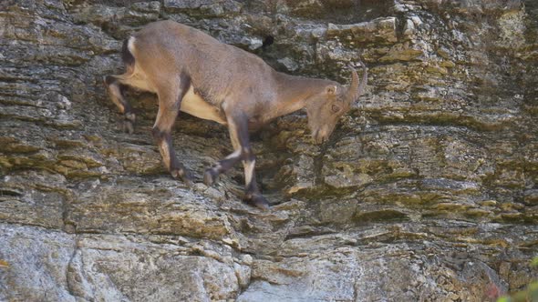 Slow motion shot of cute capra ibex hiking downhill the mountain in nature.Track shot.