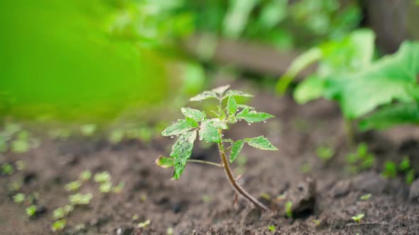 A Young Tomato Seedling in Dew Drops Grows in the Soil on a Garden Bed Closeup with a Blurred