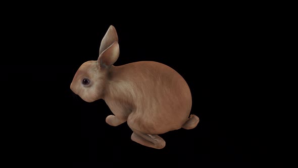 Brown Rabbit Idle View From Top Angle Back alt