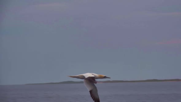 A Northern gannet, with its signature yellow head, swims low near the surface of the ocean. Magdalen