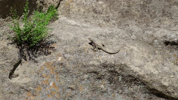 Lizards Run in Rocks and Mountains