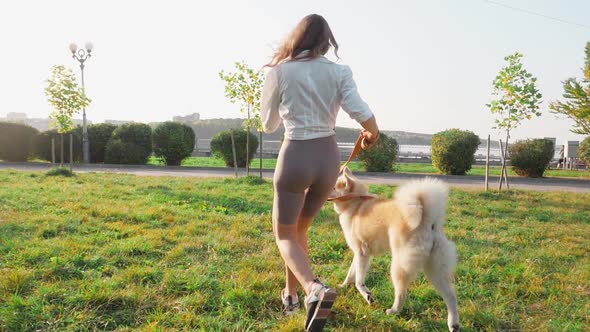 Young woman walking her cute Akita Inu dog in park on sunny day. Lovely pet