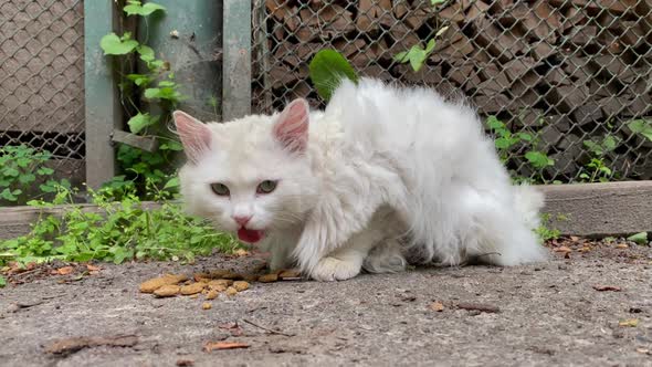 Lonely White Homeless Fluffy Cat Eats Food Scattered on Ground