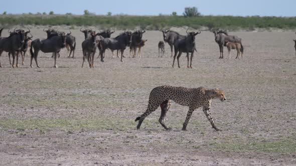 Cheetah walks away from a herd of wildbeest