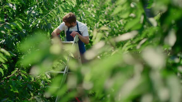 Man Agronomist Picking Organic Cherry Fruits in Sunny Summer Orchard Concept