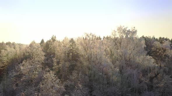 Frozen Trees Covered with Snow and Frost on the Background of a Winter Forest