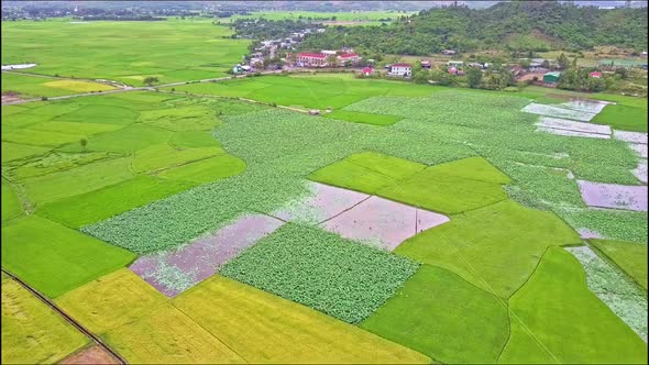 Drone Flies Over Landscape with Rice and Lotus Fields