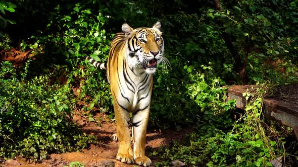 bengal tiger resting in the forest