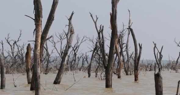 951932 Baringo Lake Landscape Showing the Rise of the Waters with Dead Trees, Kenya, Real Time 4K