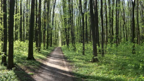 panorama spring forest trees. nature green wood sunlight backgrounds.