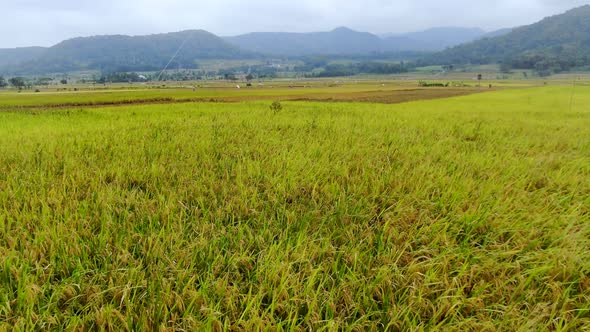 Rice fields being harvested in Indonesia with majestic mountain landscape