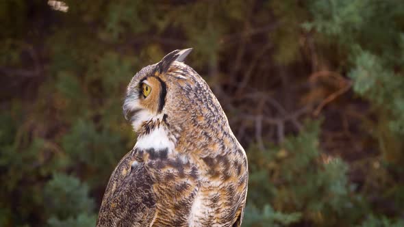 Beautiful Great Horned Owl