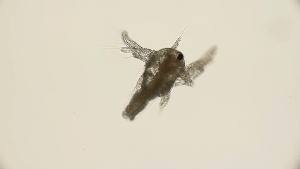 Movement Larvae, Nauplii Artemia Salina