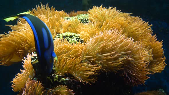 Colorful Yellow Anemone. Underwater tropical blue fish and sea anemones. Reef coral scene. Coral gar