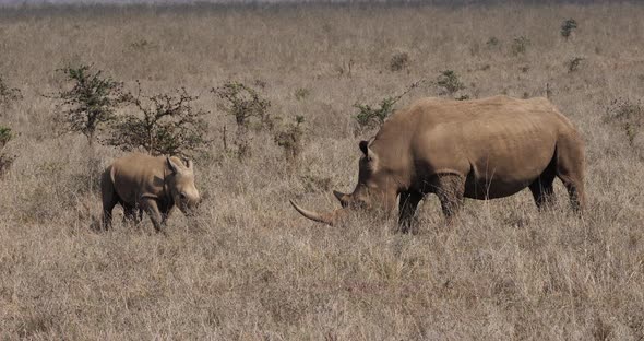 White Rhinoceros, ceratotherium simum, Mother and Calf, Nairobi Park in Kenya, Real Time 4K