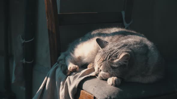 Homeless Gray Cat Lies on a Shabby Chair on the Street