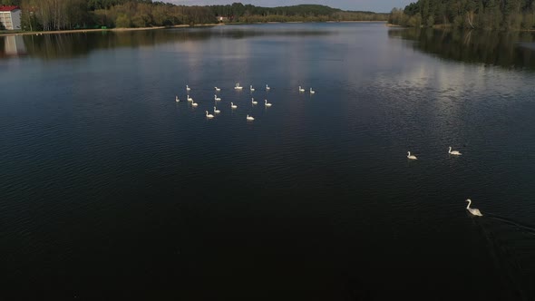 Flight Over Swan Lake