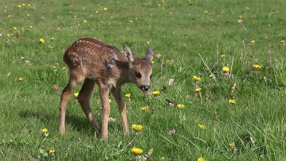 975056 Roe Deer, capreolus capreolus, Fawn in Blooming Meadow, Normandy, Real Time