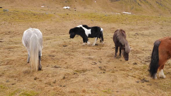 Icelandic Horses Eating Grass In Winter