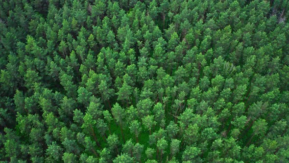 Aerial View Treetops In The Forest