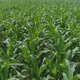 Aerial Flyover Green Corn Field Stock Footage Video - VideoHive Item for Sale