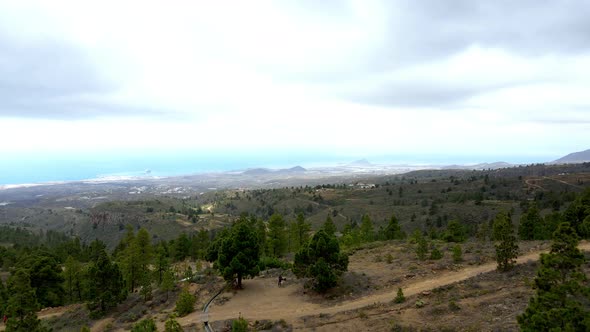 Pine Forest In Summit Of Tenerife 4k