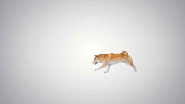 Shiba Inu running after the ball on gradient background.