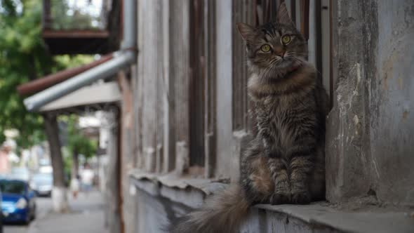 Beautiful Domestic Cat Sitting On A Window On The City Street