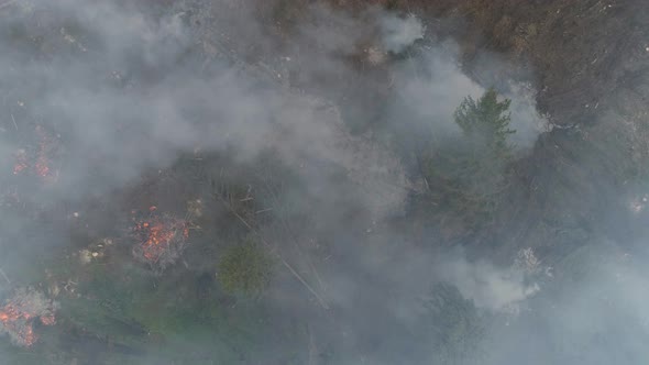 Deforestation, Forest From Height, Fog and Smoke, Flight Over Forest Cutting, Bonfires in the Forest