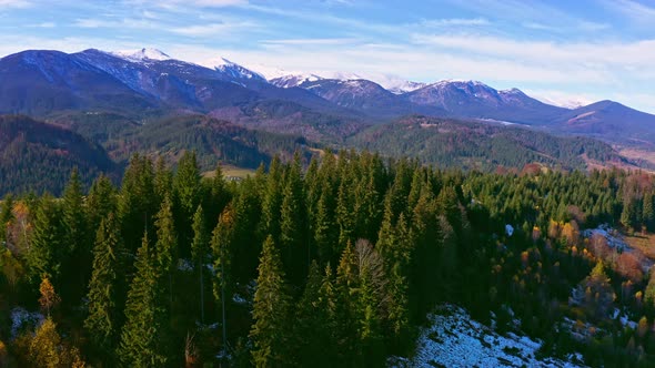 Beautiful Evergreen Spruce Trees on a Mountain Ridge in the Carpathians in Ukraine Near the Village