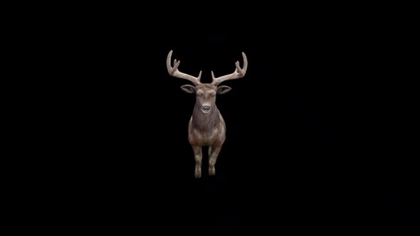 Brown Stag Jump Fly View From Front