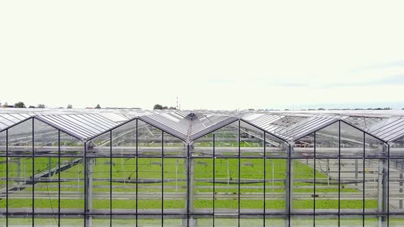 Greenhouse Plantation with Greenery