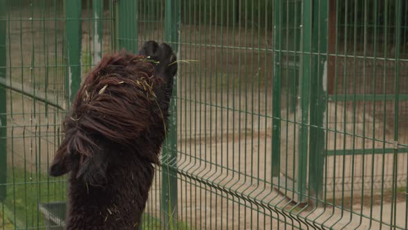 Close Up Of Young Alpaca Inside Cage In The Zoo. Lama Pacos At Gdansk Zoo In Poland.