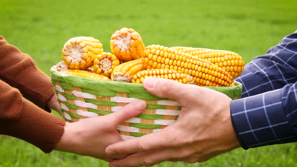 Two Farmers Hold a Basket of Corn on the Background of a Green Field. Agriculture, Bioproducts, Crop