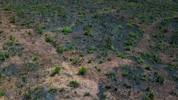 Quick drone shot gliding over a dead black field covered in weeds