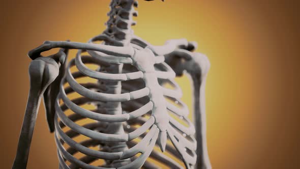 Full Human Skeleton Standing alt