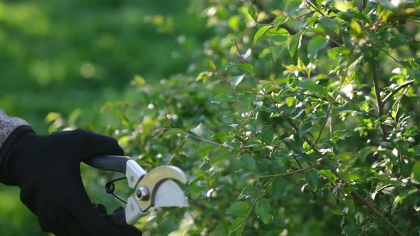 Gardening Concept  Gardener with Secateurs Cutting Branches of Bushes