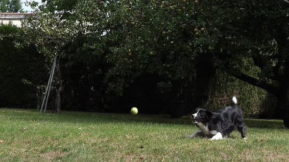 980132 Border Collie Dog walking on Grass, Playing Ball, Slow motion