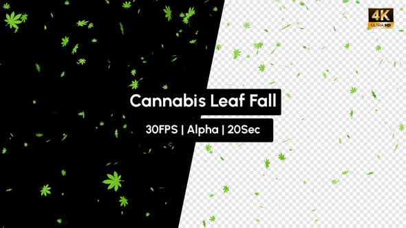 Cannabis Green Leaf Falling with Alpha