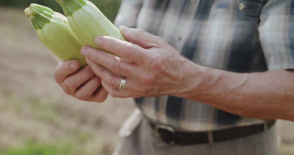 Close Senior Farmer's Hands Show Two Zucchini at Camera in Field