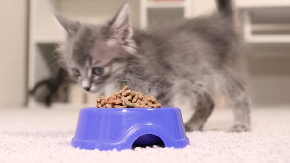A Beautiful Gray Kitten Eats Dry Animal Food From a Blue Plate