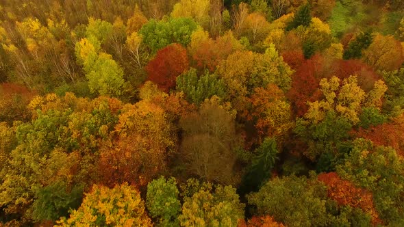 Aerial view of the autumn forest in cloudy weather