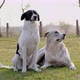 Two Dogs Sitting on a Grass. They are Alone Lost - VideoHive Item for Sale