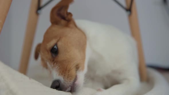 Dog Chews a Carpet on the Floor